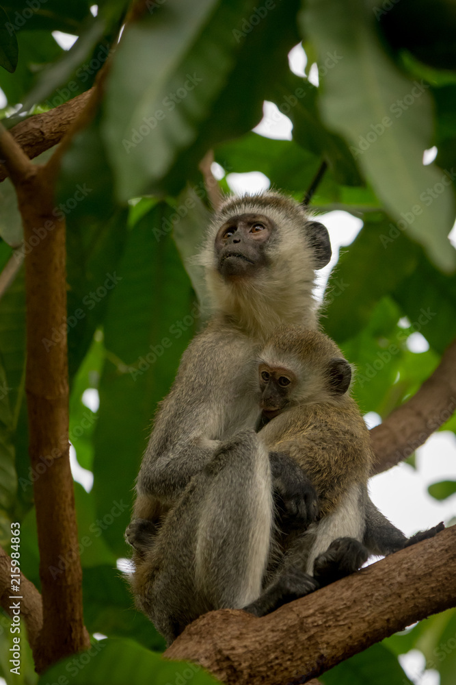 Naklejka premium Vervet monkey mother hugging baby in tree