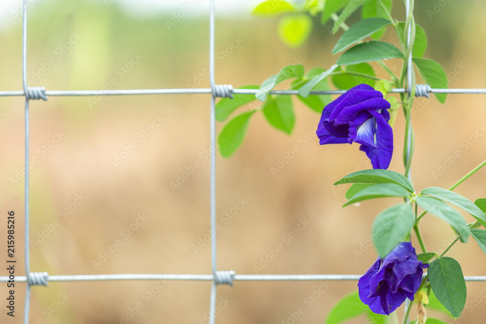 butterfly pea flower plant care