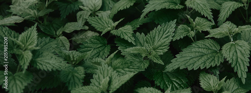 Full frame image of green nettle leaves of nettle background