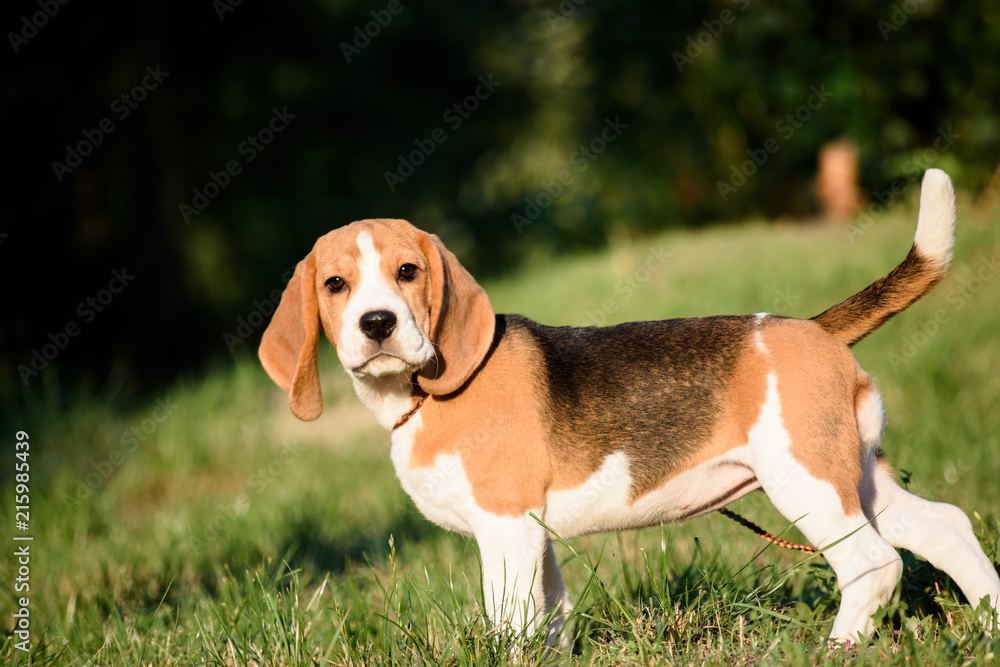 Beautiful Tricolor Puppy Of English Beagle stay On Green Grass. Beagle Is A Breed Of Small Hound, Similar In Appearance To The Much Larger Foxhound. Smiling Dog