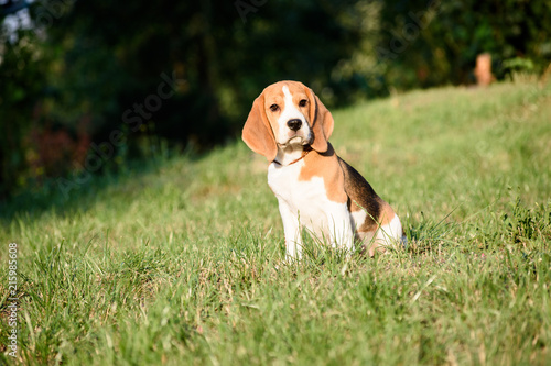 Beautiful Tricolor Puppy Of English Beagle seating On Green Grass. Beagle Is A Breed Of Small Hound, Similar In Appearance To The Much Larger Foxhound. Smiling Dog