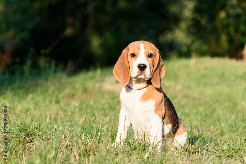 Beautiful Tricolor Puppy Of English Beagle seating On Green Grass. Beagle Is A Breed Of Small Hound, Similar In Appearance To The Much Larger Foxhound. Smiling Dog Beautiful Tricolor Puppy Of English Beagle seating On Green Grass. Beagle Is A Breed Of Small Hound, Similar In Appearance To The Much Larger Foxhound. Smiling Dog