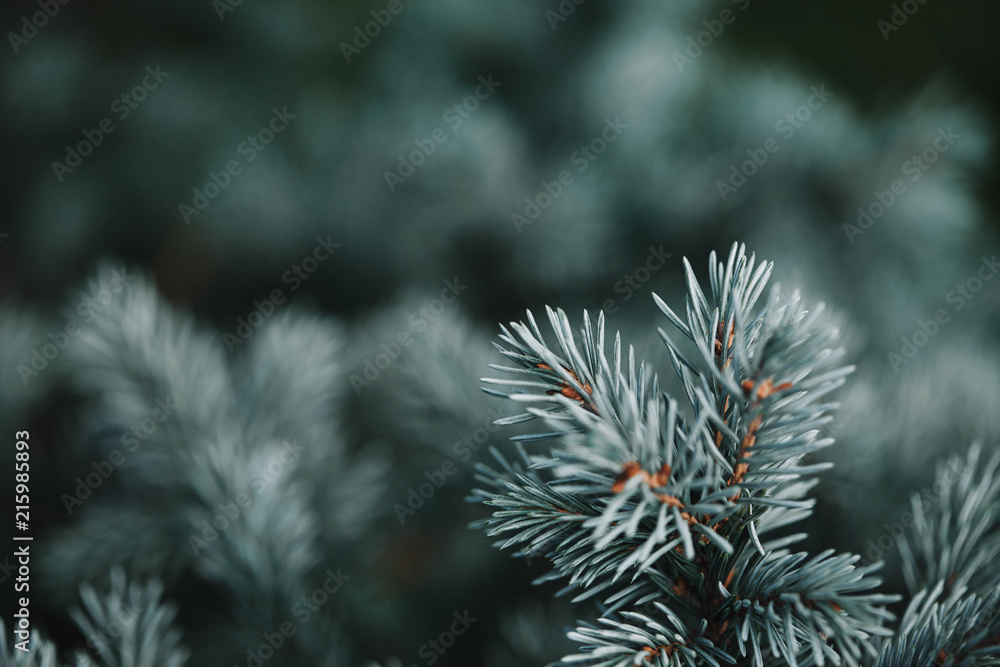 selective focus of white pine branches with needles on blurred background selective focus of white pine branches with needles on blurred background