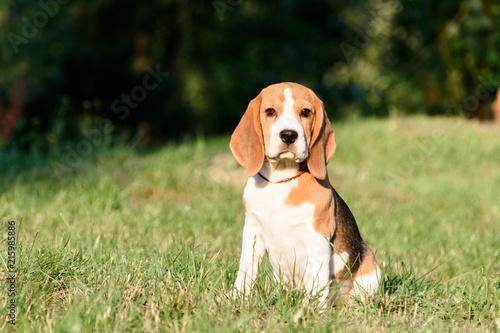 Foto Beautiful Tricolor Puppy Of English Beagle seating On Green Grass