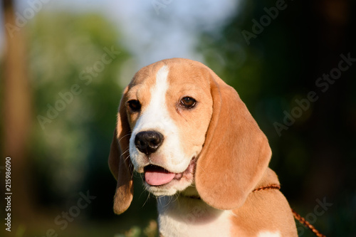 Beautiful Tricolor Puppy Of English Beagle Portreit.