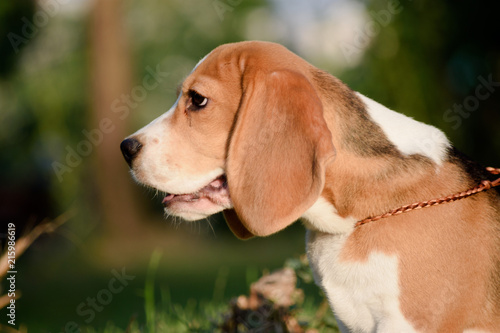 Beautiful Tricolor Puppy Of English Beagle. Portreit.