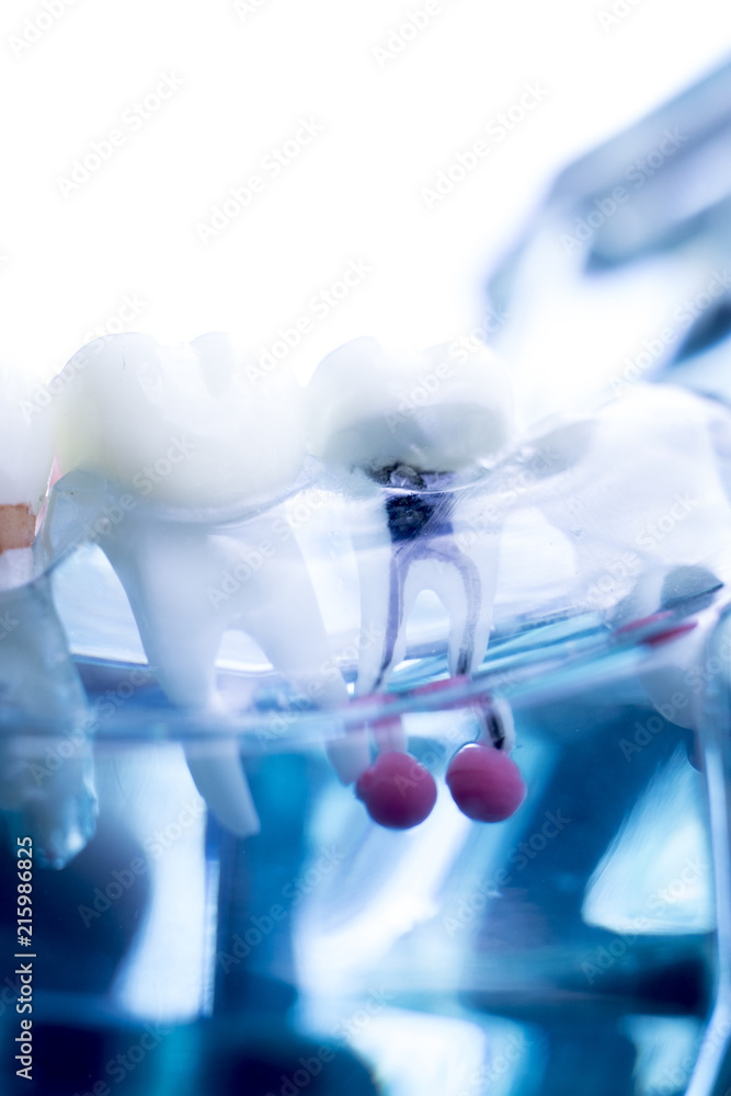 Dentist dental teeth model Dentist dental teeth model