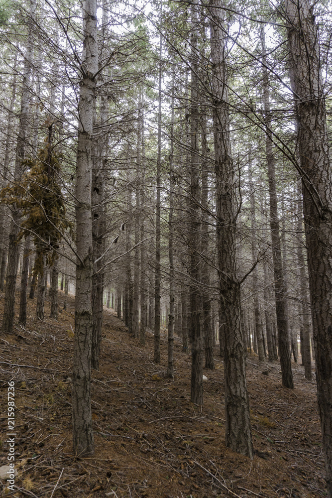 Pine Tree Woodland