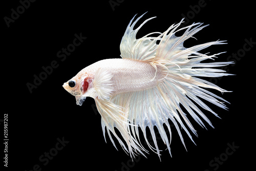 The white Thai fighter named "crowntail" is eager to fight. © Fluky