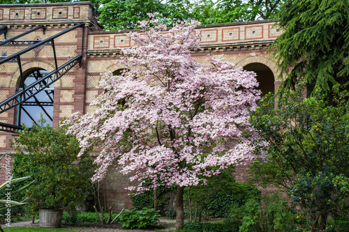Blumenhartriegel 2