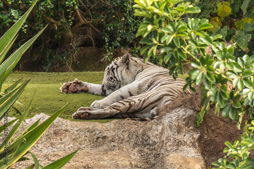 White tiger in a zoo in good Animal welfare in a zoo. White tiger in a zoo in good condition