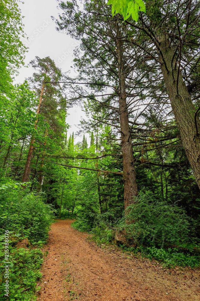 Nature hiking trail in forest, Finland.