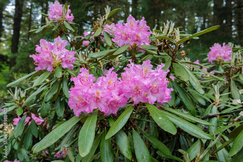 Rain drops on petals of blooming pink rhododendron (azalea) after rain, close-up, selective focus. photo