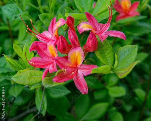 Bright pink and yellow flowers of blooming azalea on the bush. © Igor Groshev