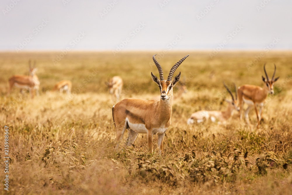 Impala Impala