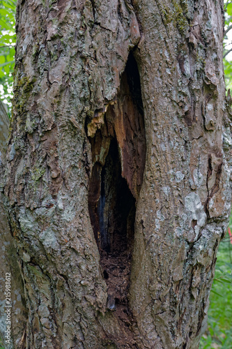 Hole in tree trunk.
