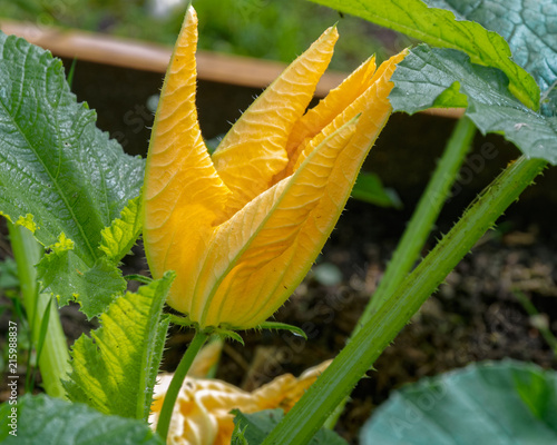 Pumpkin flower in vegetable plant.