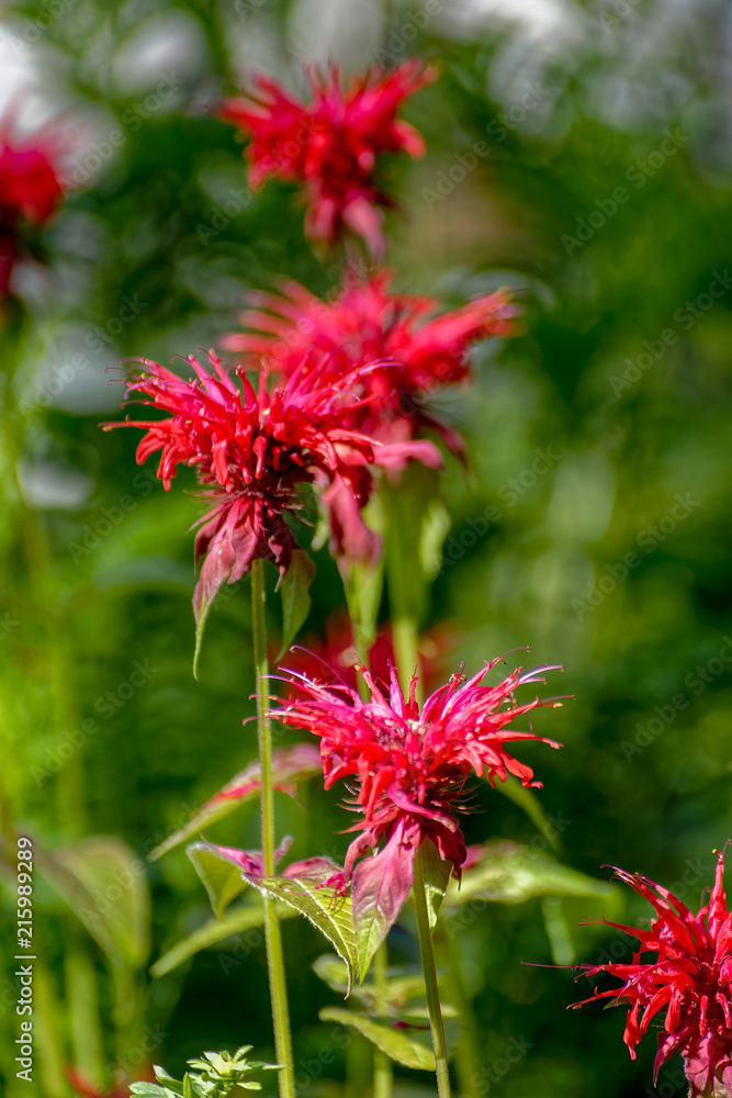 Monarda didyma flower in a garden Monarda didyma flower in a garden