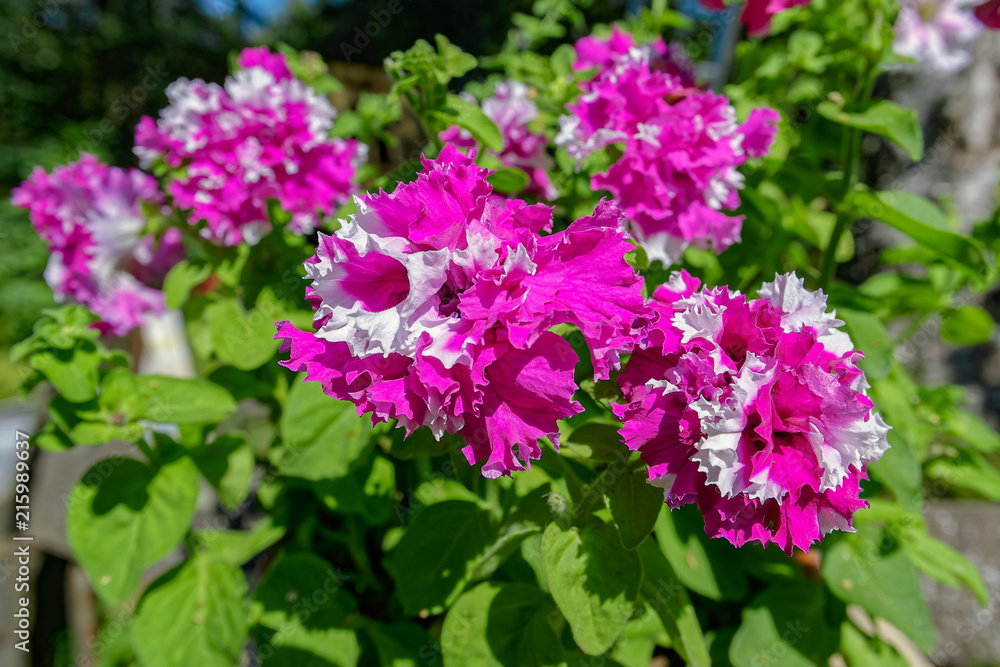 Close-up view to bicolor flower of blooming terry petunia on natural foliage background.