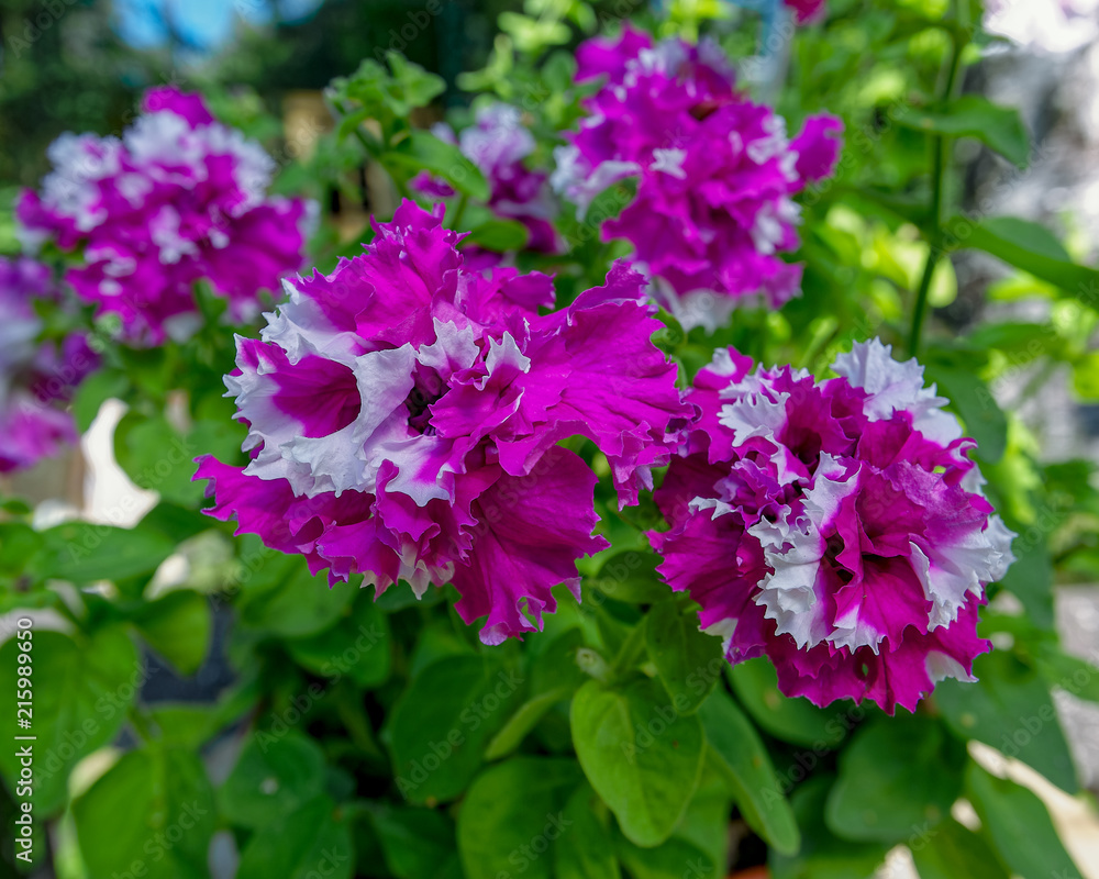 Close-up view to bicolor flower of blooming terry petunia on natural foliage background. Close-up view to bicolor flower of blooming terry petunia on natural foliage background.