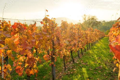 Sonnenaufgang im herbstlichen Weinberg