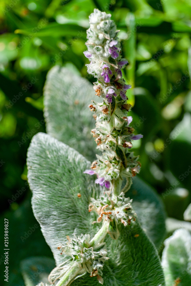 Flowers of blossoming Stachys byzantina 'Silver Carpet' (Lamb's Ear). Flowers of blossoming Stachys byzantina 'Silver Carpet' (Lamb's Ear).