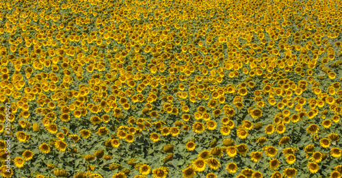 summer field of sunflowers 