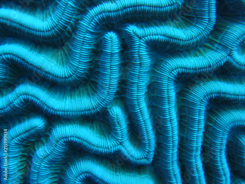 Fototapeta Brain Coral under water coral reef Bonaire