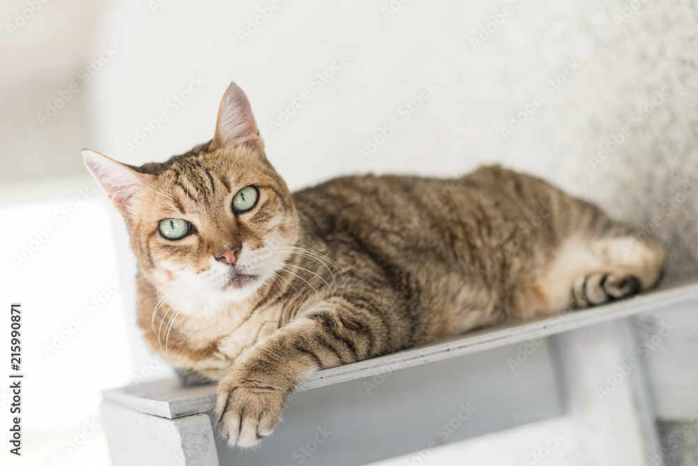tabby cat sit