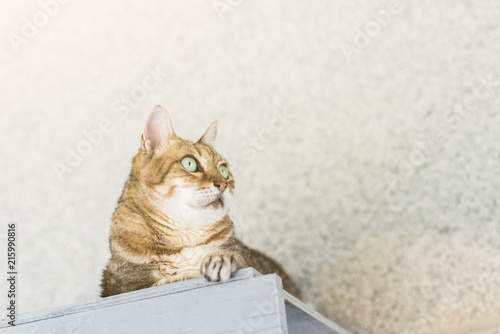 tabby cat sit photo