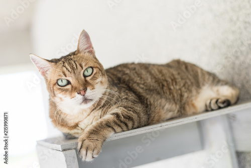 tabby cat sit © ChenPG