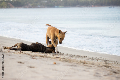 Dogs playing on the beach