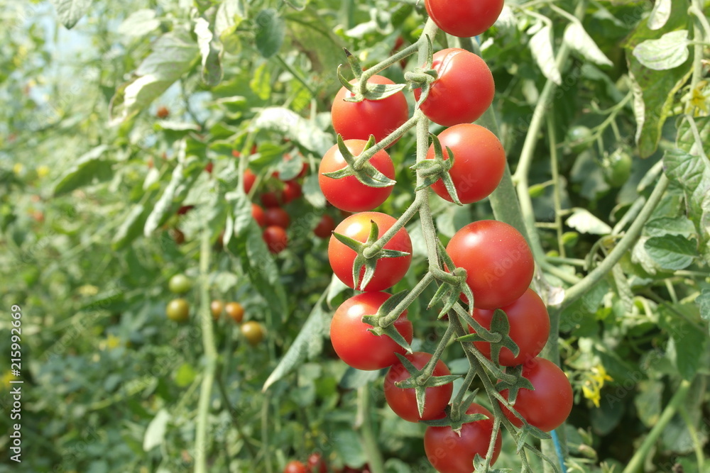  ripe cherry tomatoes on a bush. autumn and fall harvest