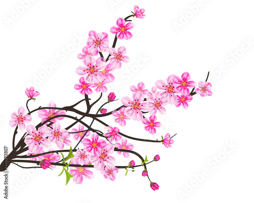 Watercolor sakura frame. Background with blossom cherry tree branches. Hand drawn japanese flowers background