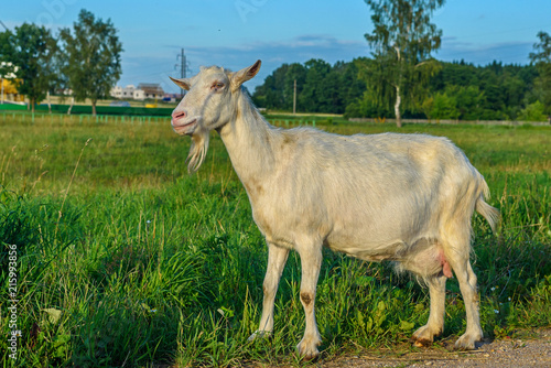 portrait of a goat on the field close-up