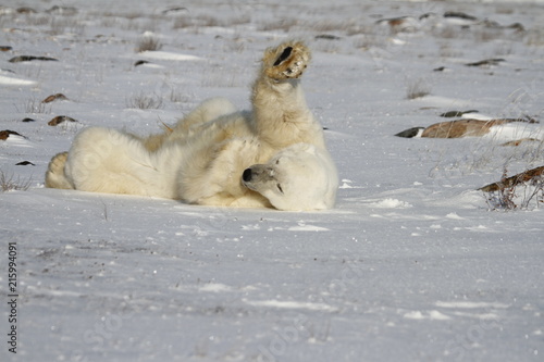 Polar Bear  Ursus Maritimus  rolling around the snow on a sunny day  near the shores of Hudson Bay  Churchill  Manitoba  Canada