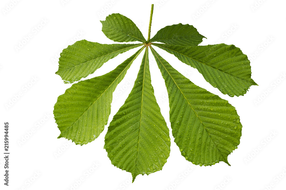 A leaf of a tree close up. Isolated on white background. the beauty of natural materials. A leaf of a tree close up. Isolated on white background. the beauty of natural materials.