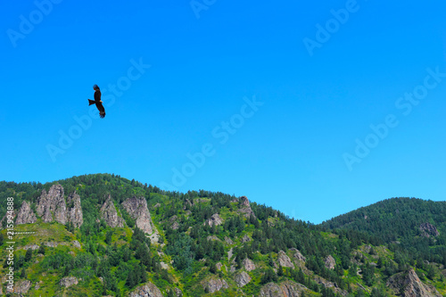 A bird hovering above the ground. Eagle flying over the high mountains, against the blue sky.