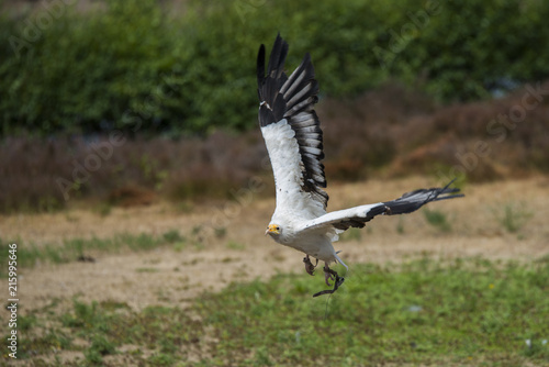 neophron percnopterus or vulture photo