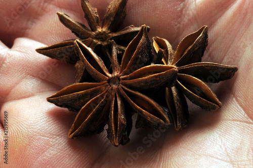 Illicium verum photo