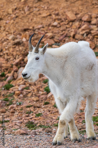 Mountain Goat