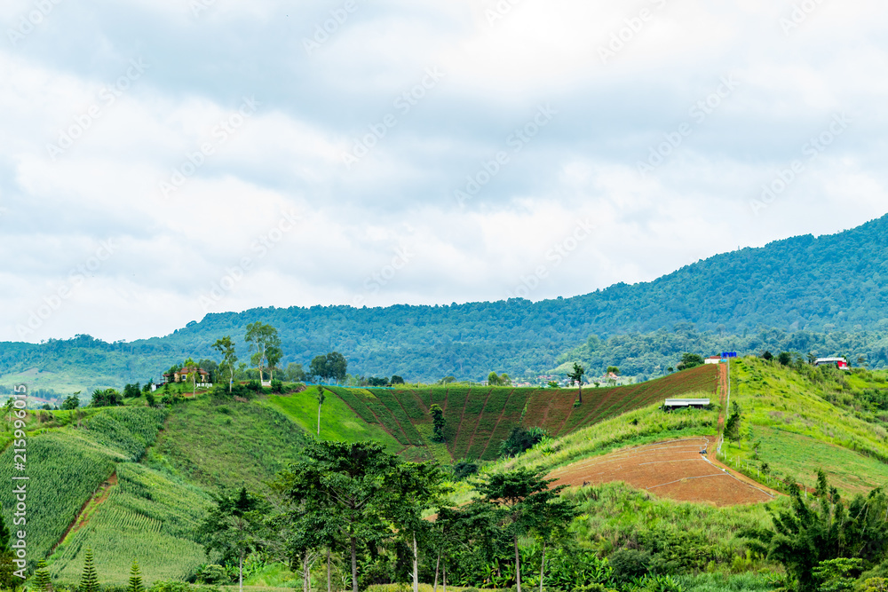 Obraz premium The beauty of the vegetable patch on the mountain.