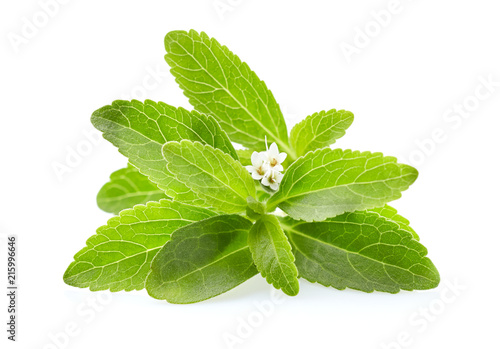 Stevia leaves photo
