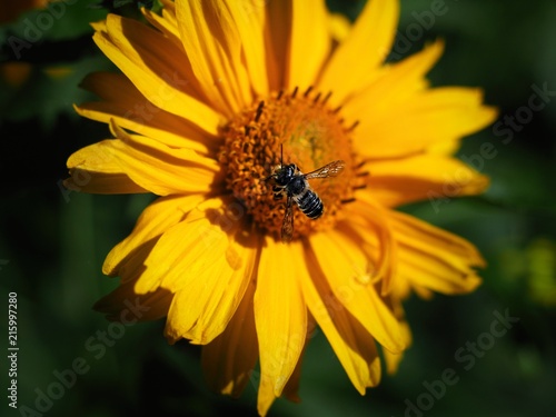 close up of honey bee collecting pollen on yellow flower
