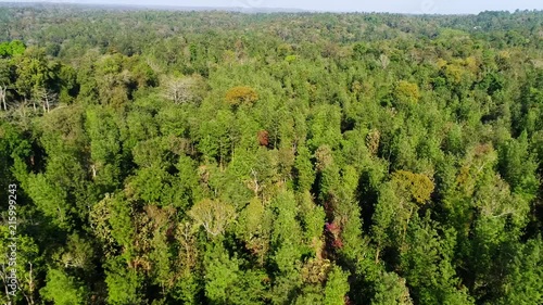 Aerial view flying over a coffee plantation secluded in a forest filmed by drone in Kutta Karnataka India photo