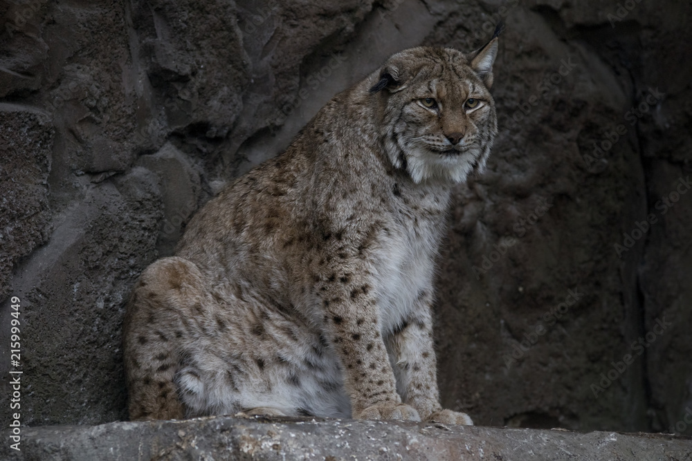 Fototapeta premium Lince Europeo o Boreal - Eurasian Lynx - Lynx Boreal 