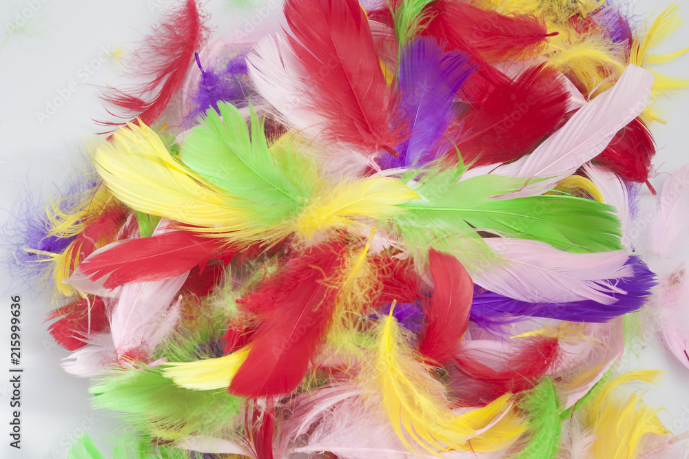 pile of many colorful bird feathers