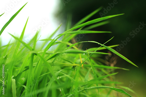 green grass in the garden.