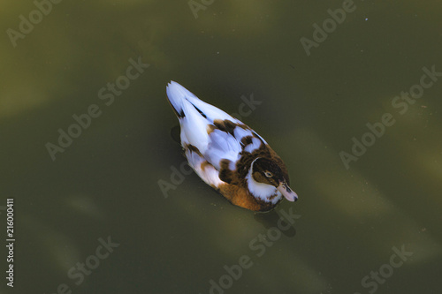 Duk in lake