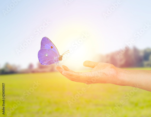 ecological butterfly